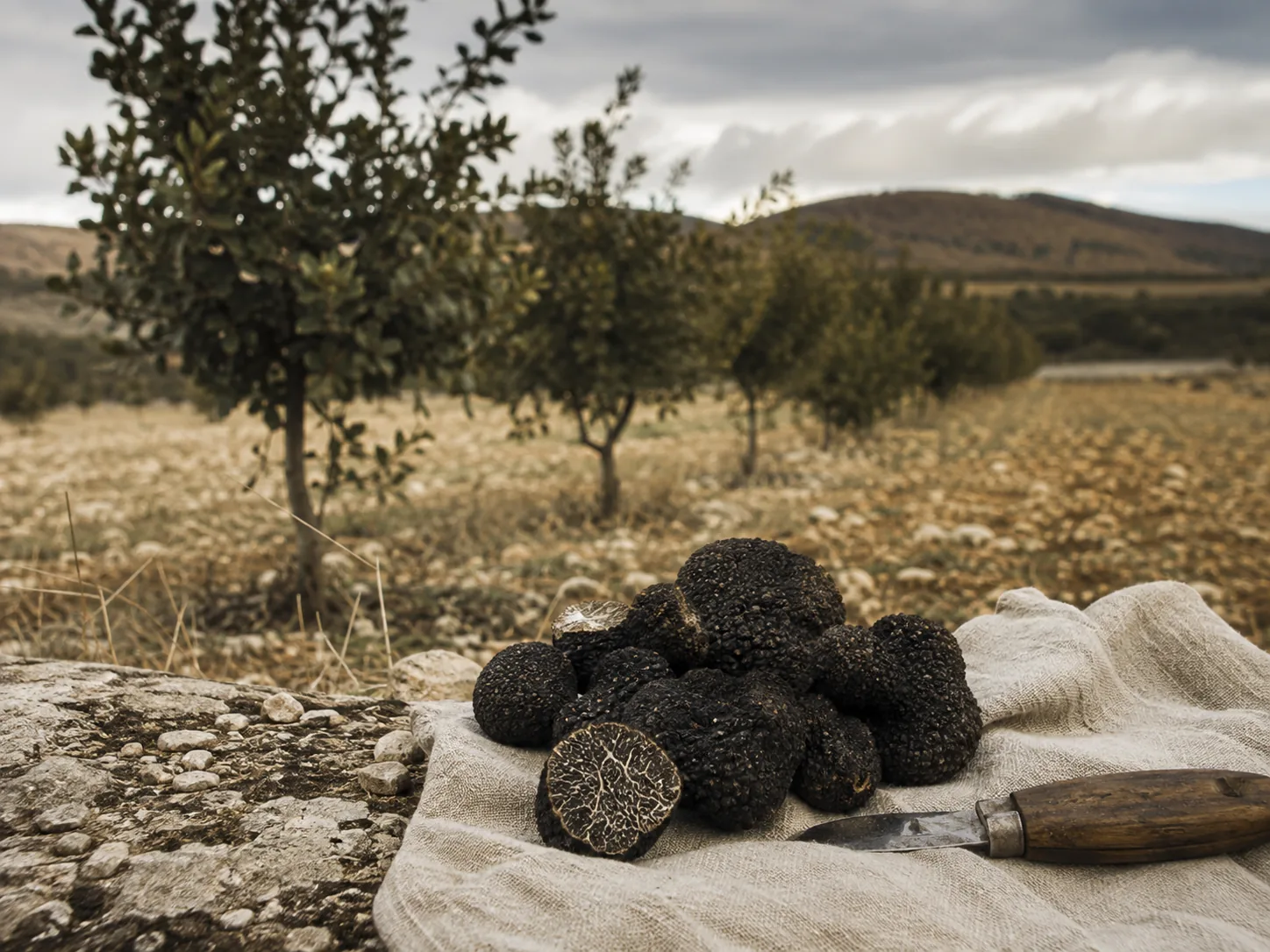 Chêne Truffier : Combien de Temps avant les Premières Truffes
