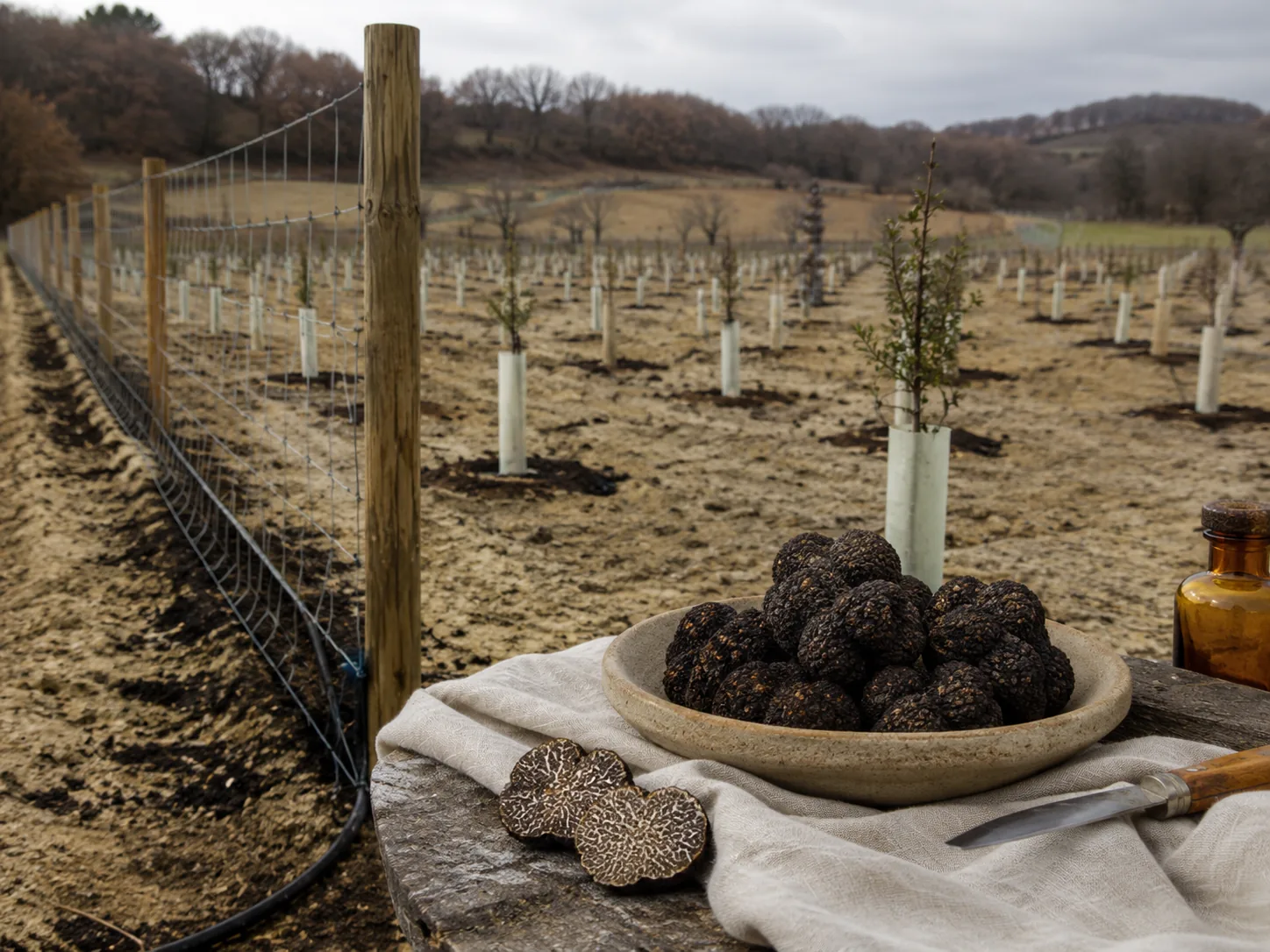 Plantación trufera llave en mano: parcela vallada con encinas recién plantadas y riego montado