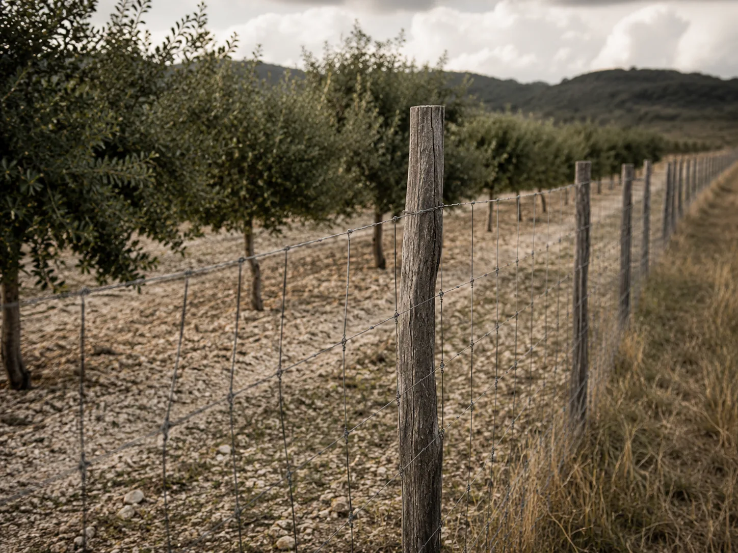 Vallado de finca trufera con malla metálica y postes alrededor de las encinas