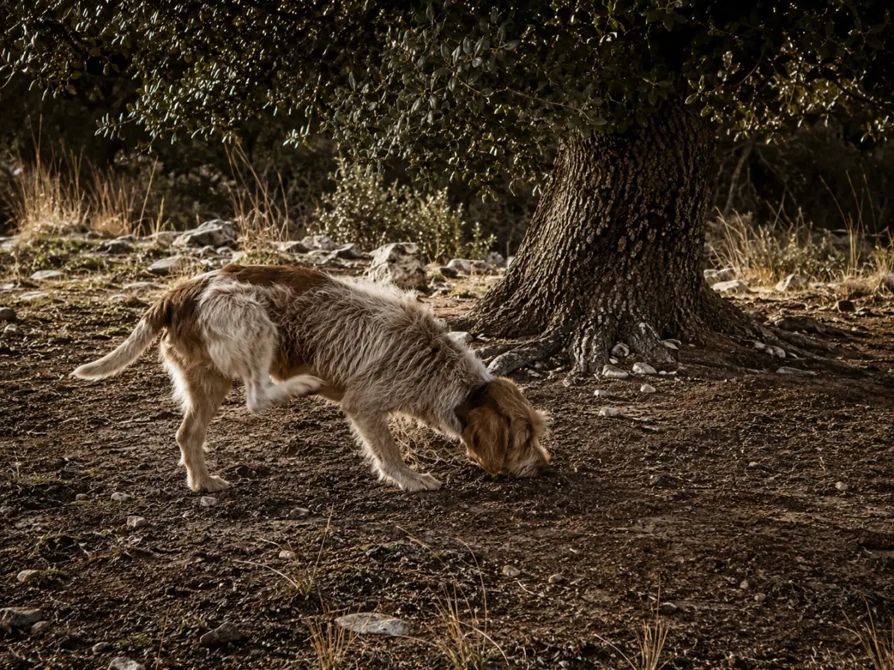 Chien de cavage marquant une truffe au pied d’un chêne vert, en hiver, dans une plantation aragonaise