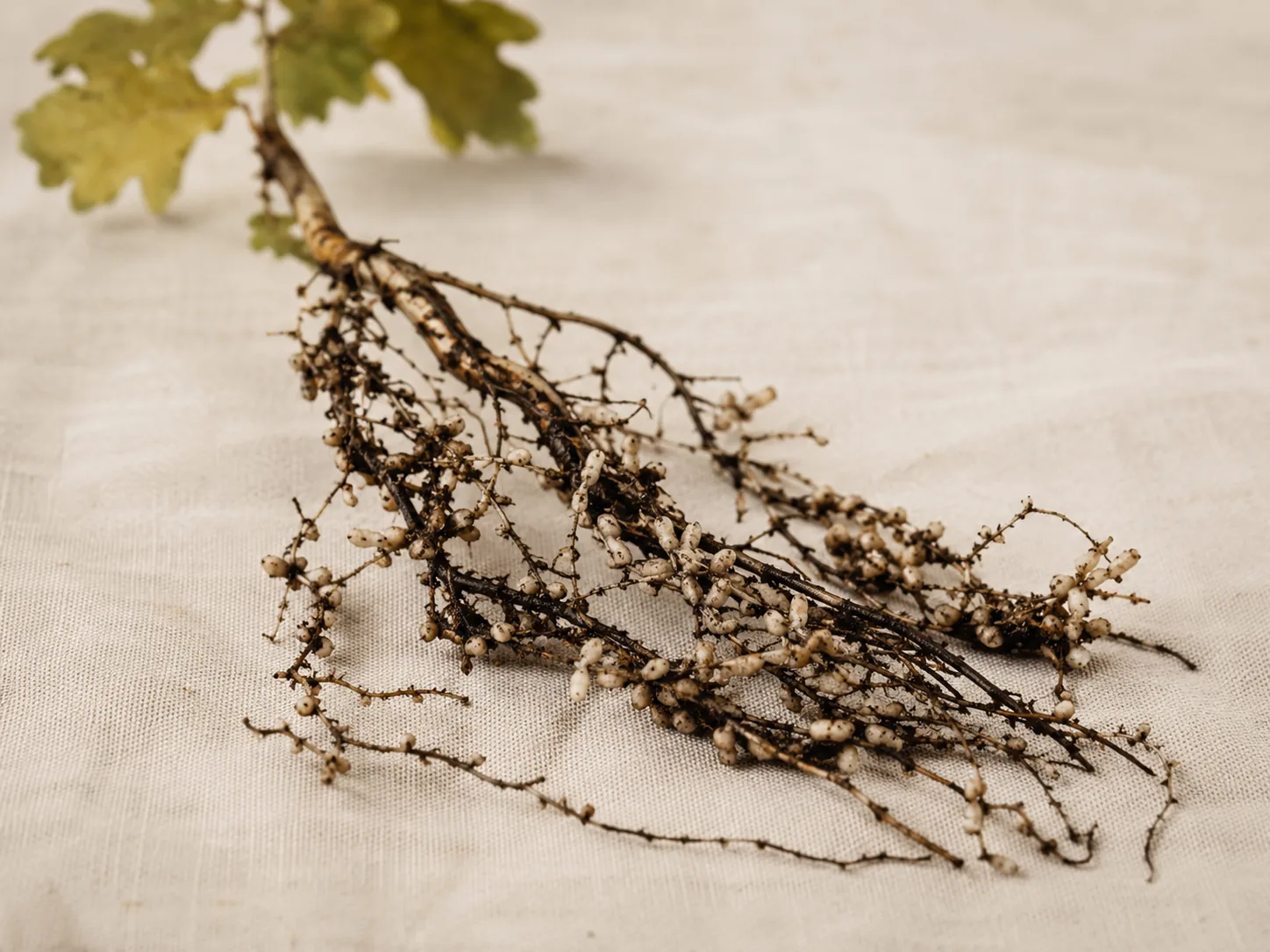 Inoculated Truffle Trees: How Black Truffle Mycorrhiza Works