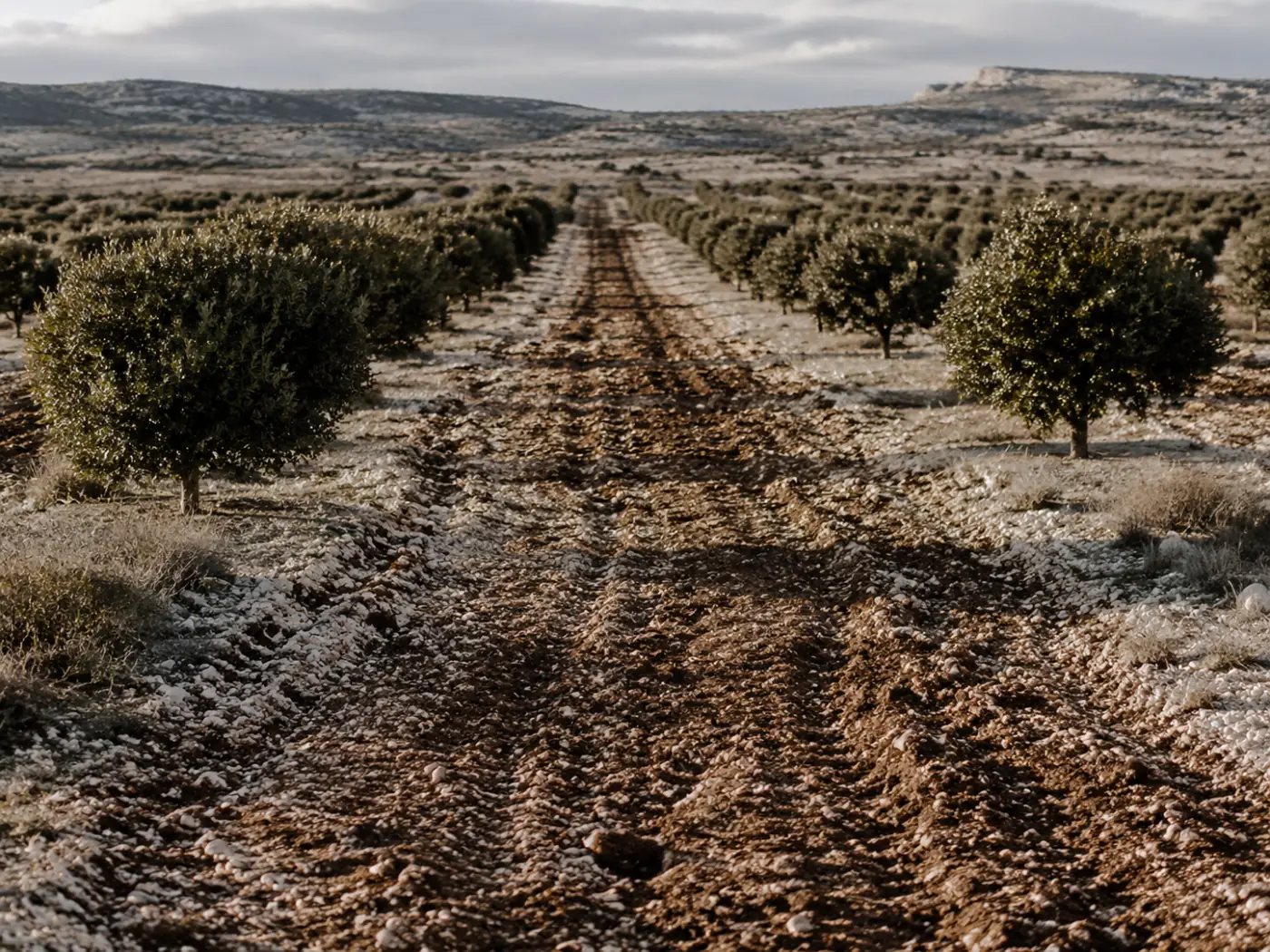 Trüffelplantage in Teruel, mykorrhizierte Steineichen im Winter